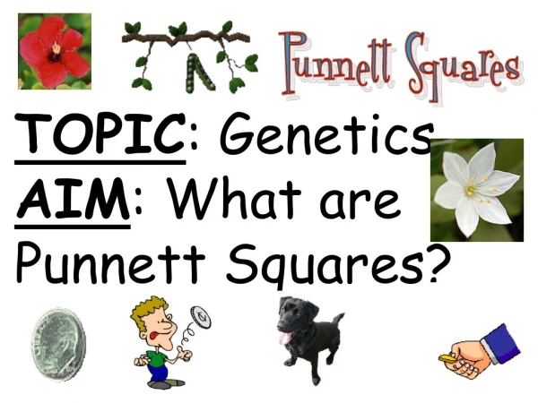 TOPIC : Genetics AIM : What are Punnett Squares?
