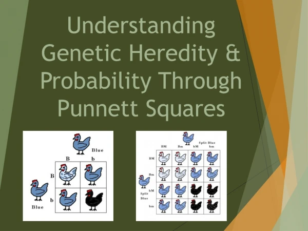 Understanding Genetic Heredity &amp; Probability Through Punnett Squares