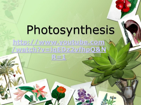 Photosynthesis