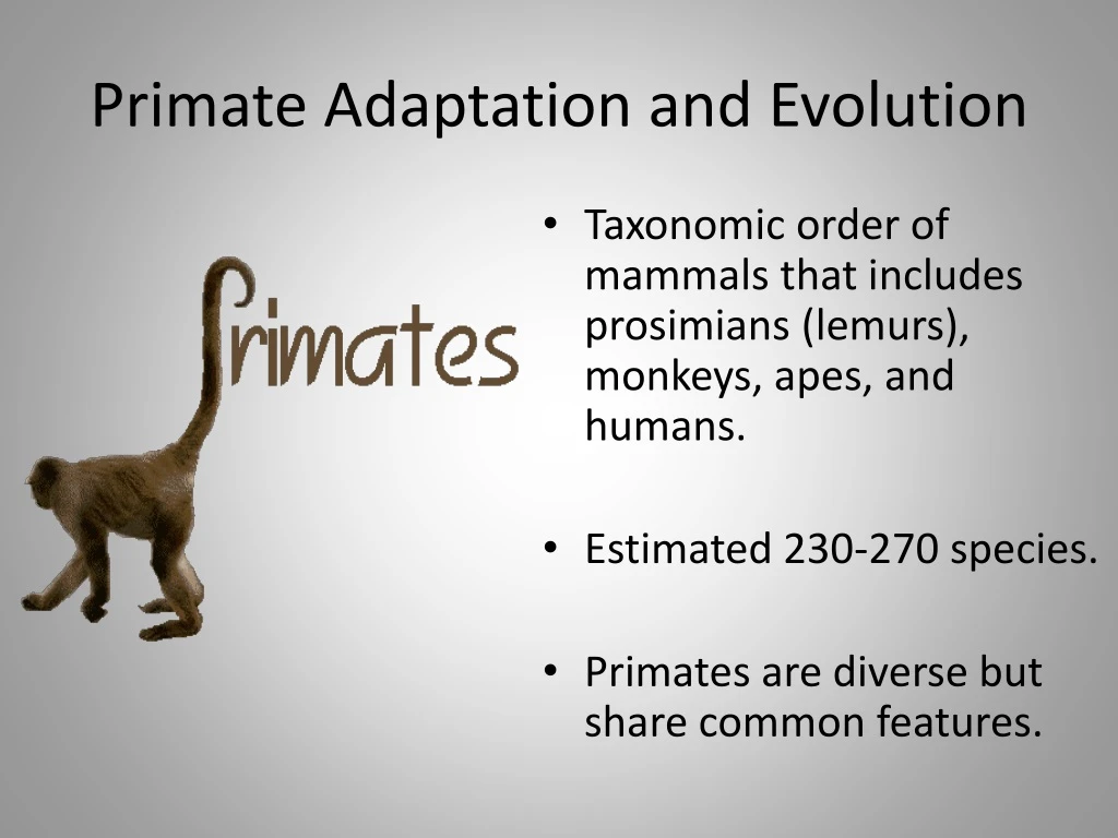 primate adaptation and evolution