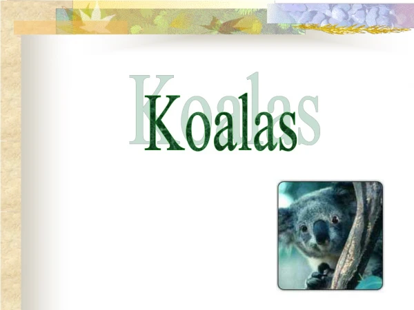 Koalas