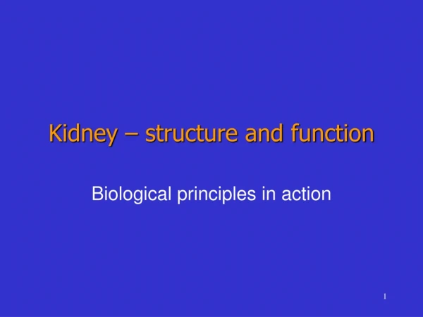 Kidney – structure and function