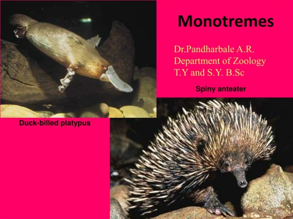 Monotremes