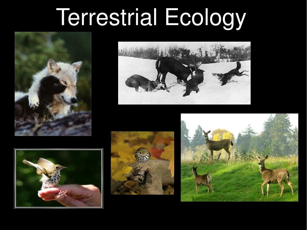 terrestrial ecology