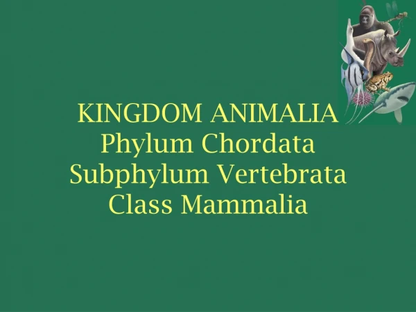 KINGDOM ANIMALIA Phylum Chordata Subphylum Vertebrata Class Mammalia