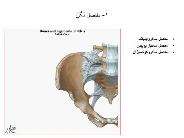 ۱-  مفاصل  لگن