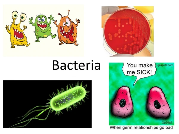 Bacteria