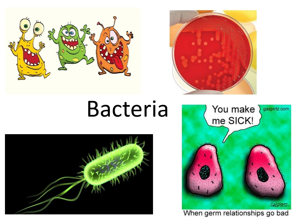 bacteria