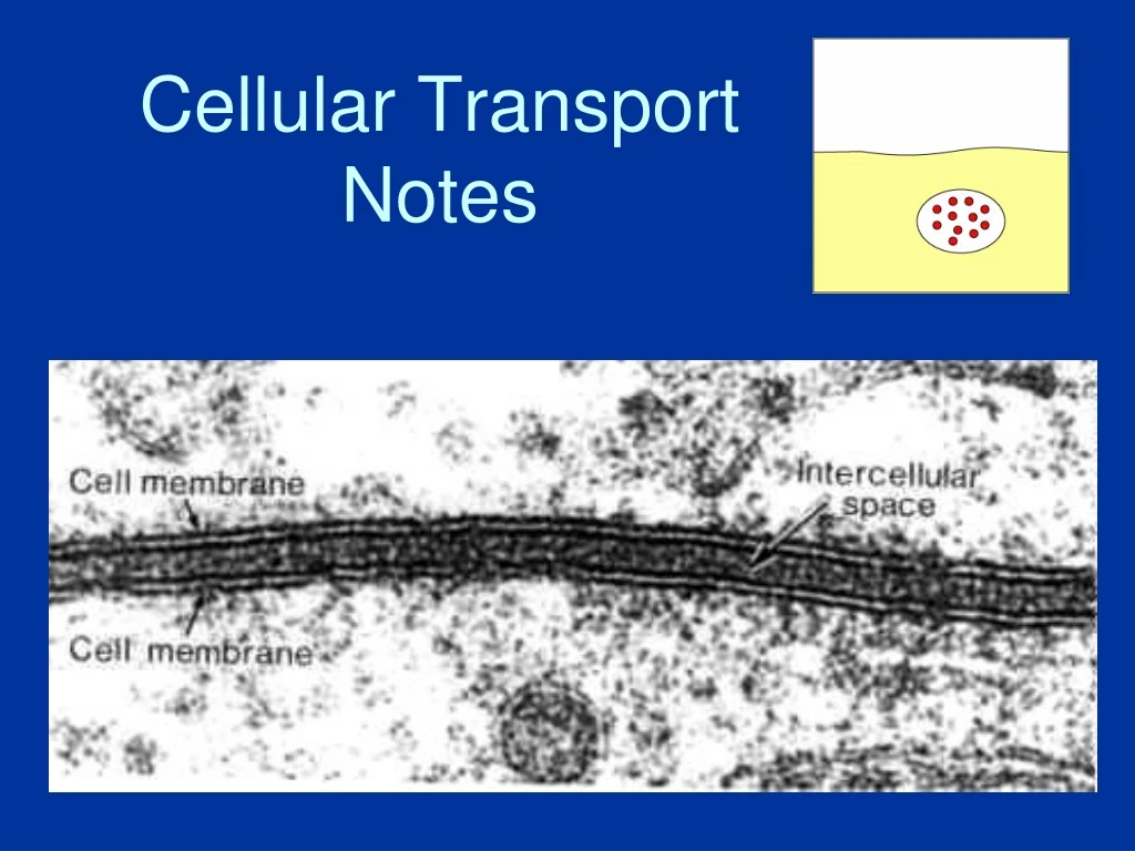 cellular transport notes