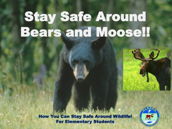 Stay Safe Around Bears and Moose!! How You Can Stay Safe Around Wildlife!  For Elementary Students