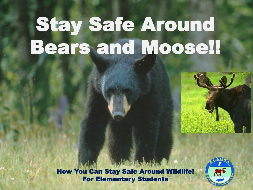 stay safe around bears and moose how you can stay
