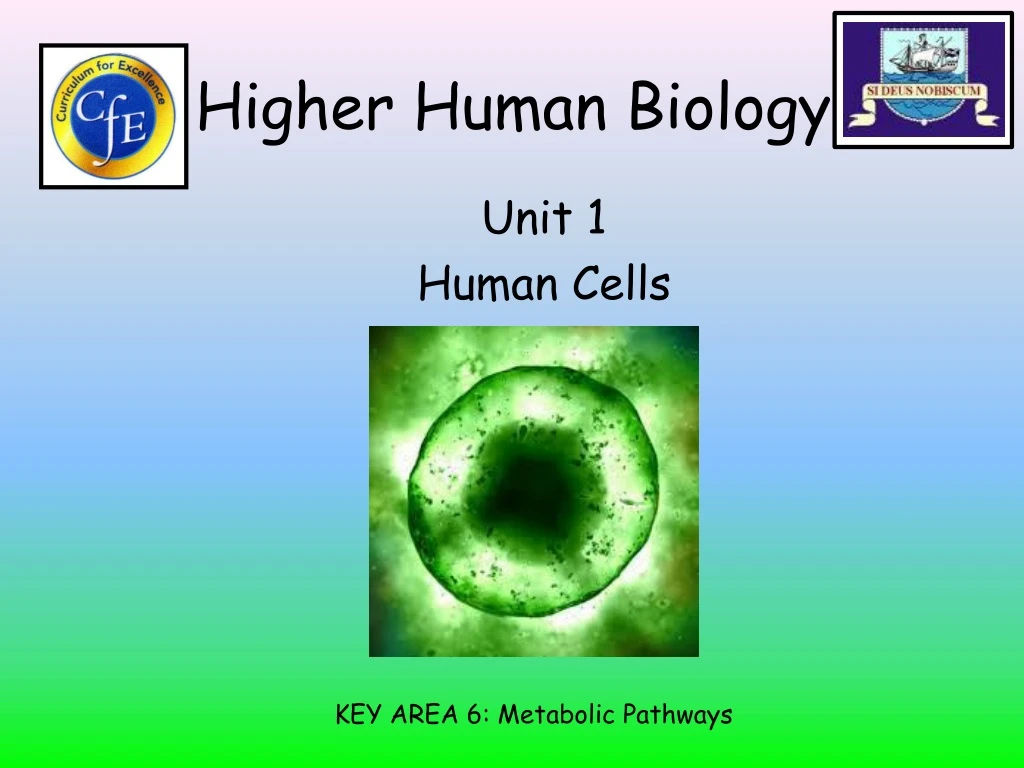 higher human biology