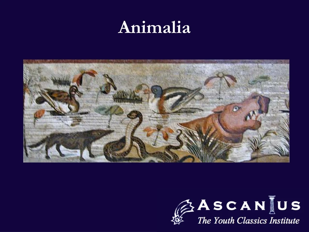 animalia