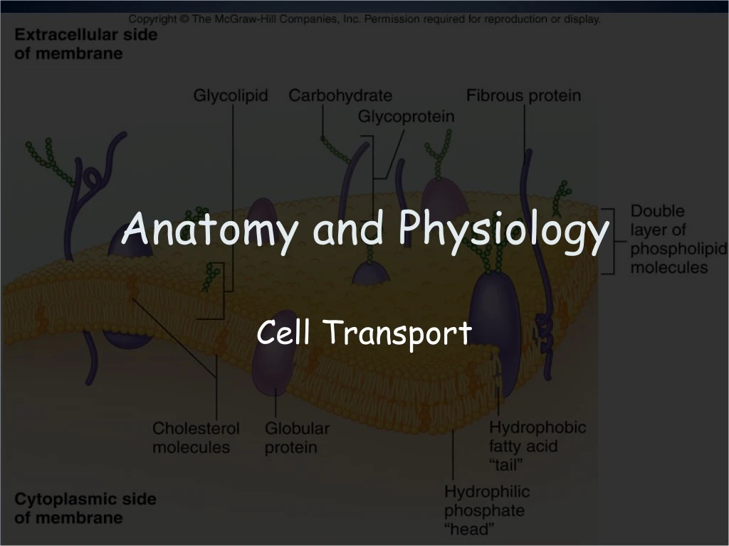 anatomy and physiology