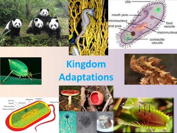 Kingdom  Adaptations