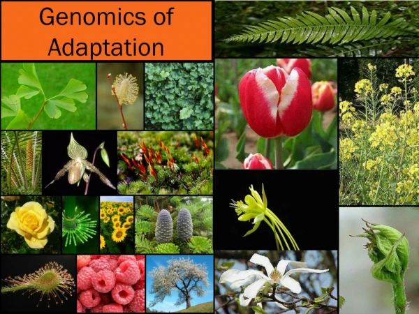 Genomics of Adaptation