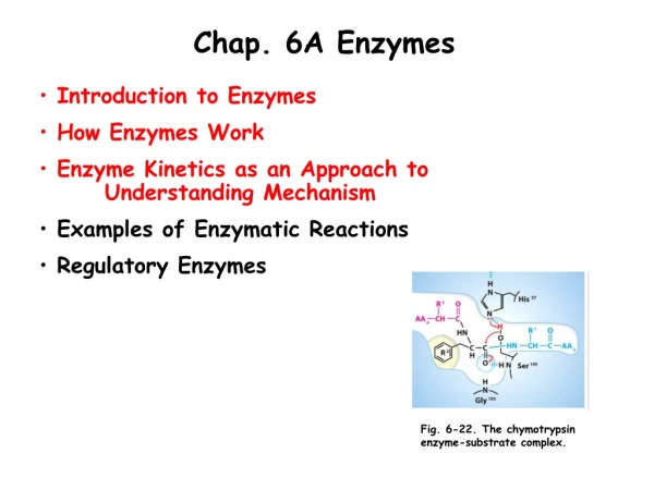 Chap. 6A Enzymes