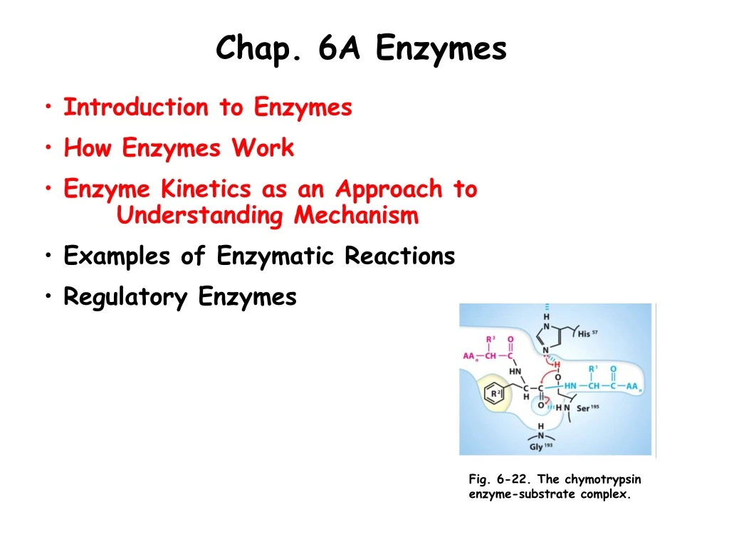 chap 6a enzymes