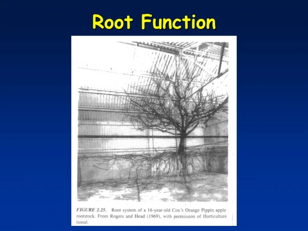 Root Function