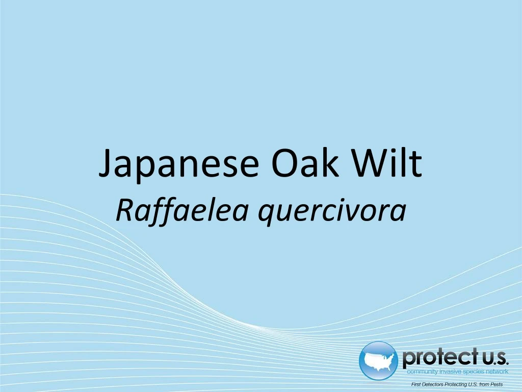 japanese oak wilt raffaelea quercivora