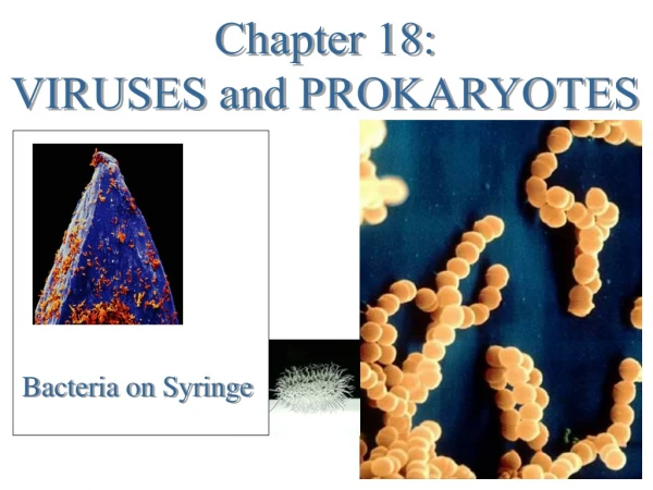 Chapter 18: VIRUSES and PROKARYOTES