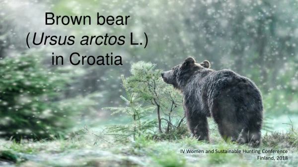 Brown bear ( Ursus arctos  L.) in Croatia