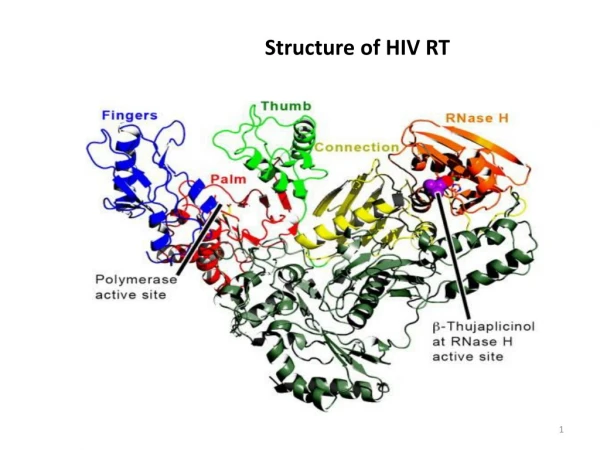 Structure of HIV RT