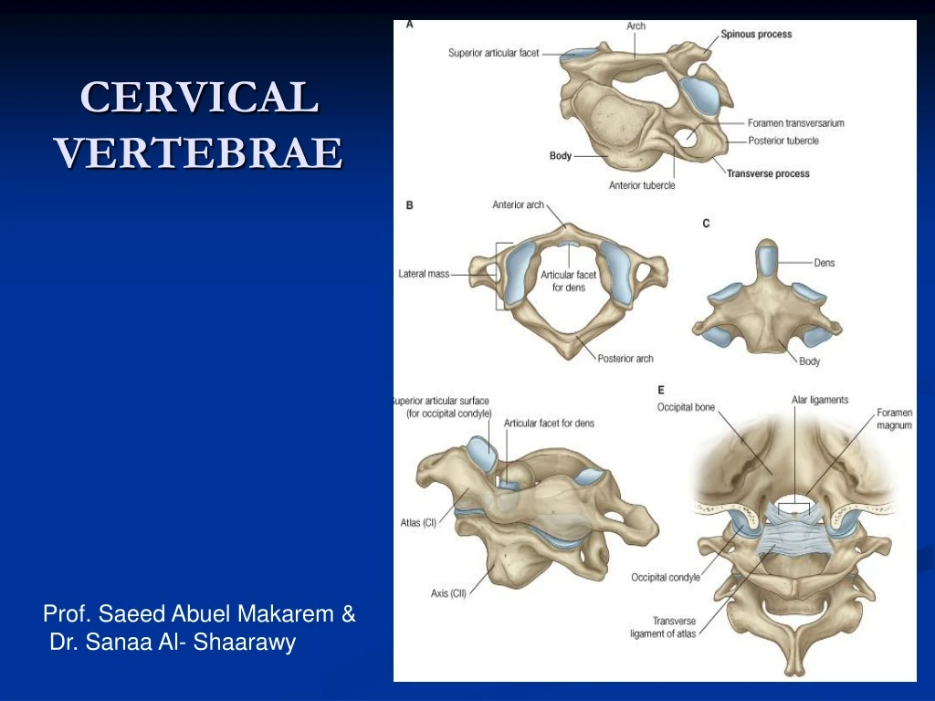 cervical vertebrae