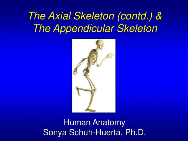 The Axial Skeleton (contd.) &amp; The Appendicular Skeleton Human Anatomy Sonya Schuh-Huerta, Ph.D.