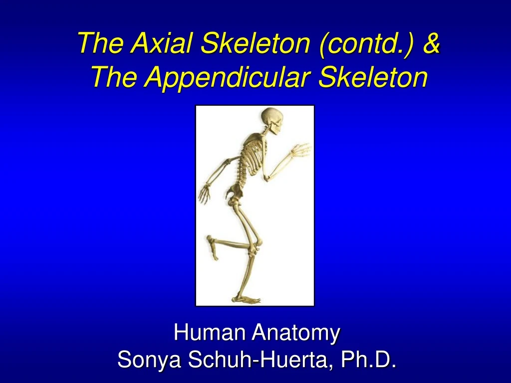 the axial skeleton contd the appendicular