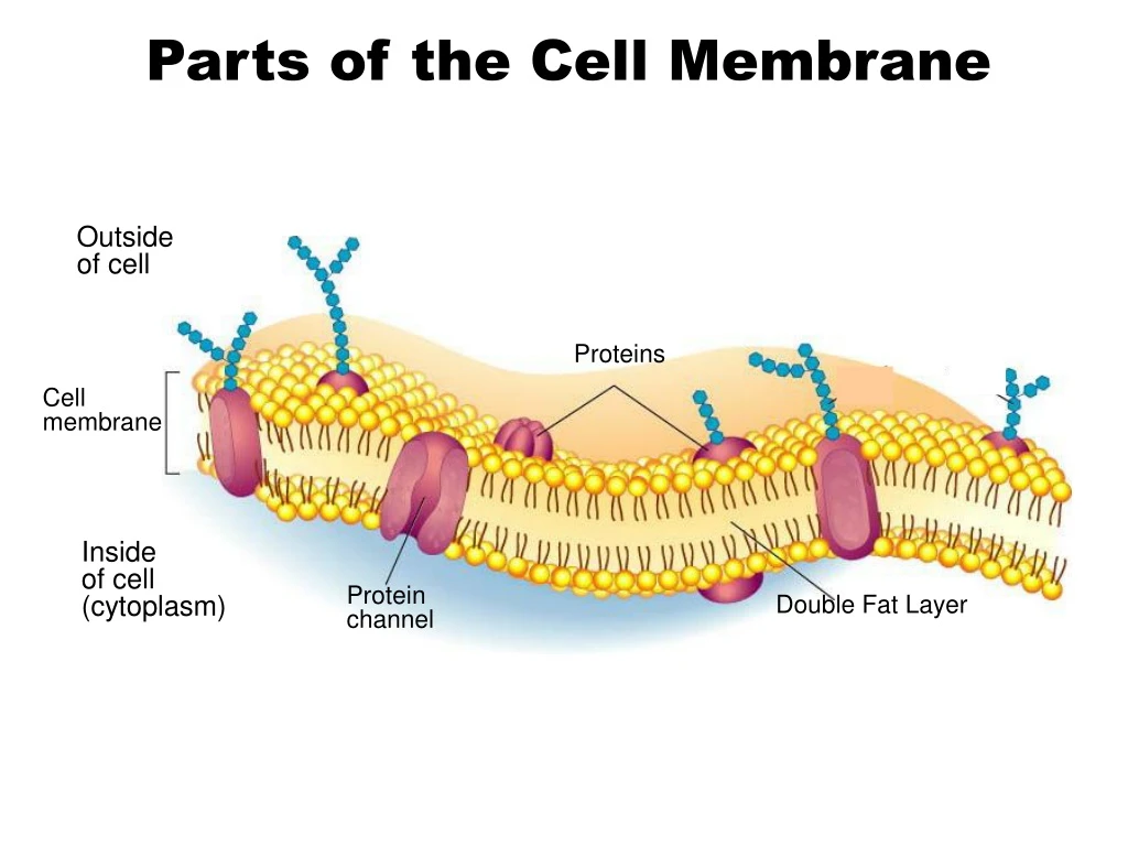 carbohydrate chains