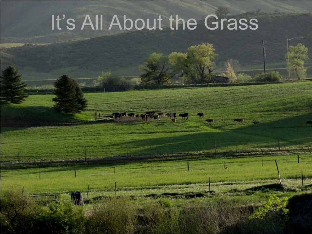 it s all about the grass