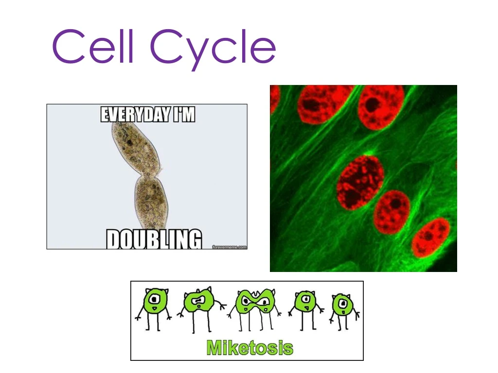 cell cycle