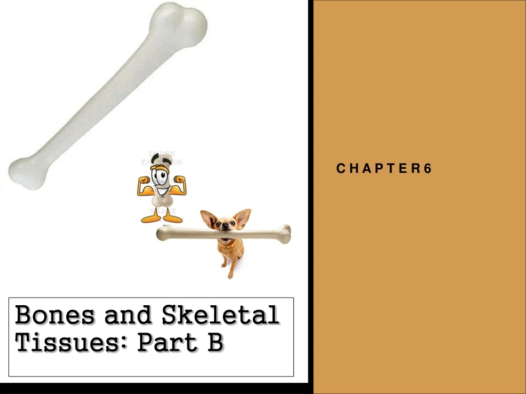 bones and skeletal tissues part b