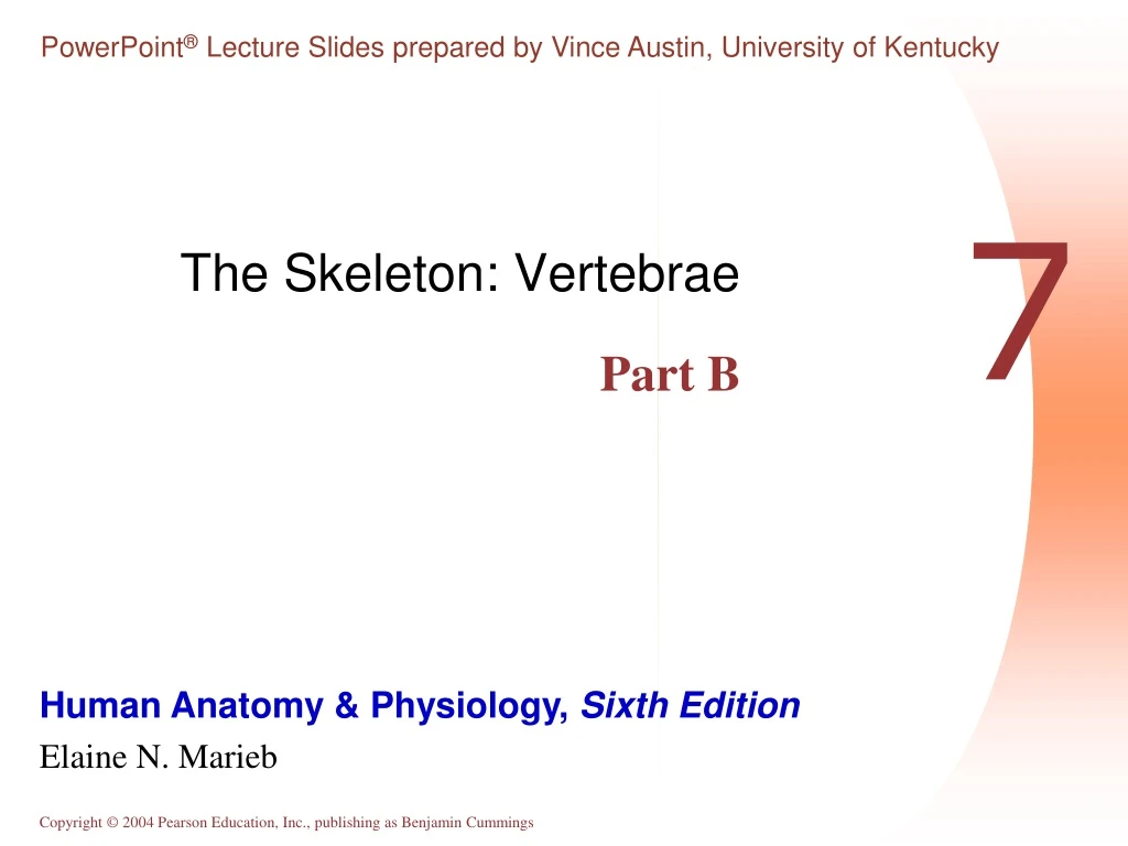 the skeleton vertebrae part b