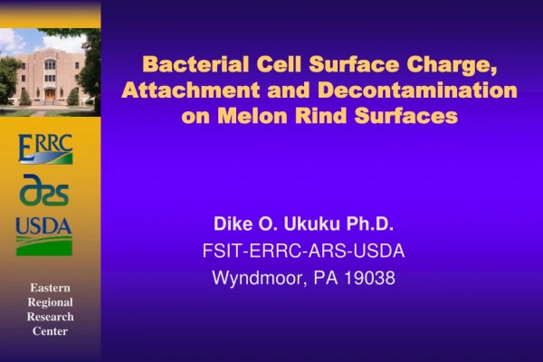 Bacterial Cell Surface Charge, Attachment and Decontamination on Melon Rind Surfaces