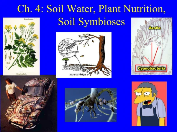 Ch. 4: Soil Water, Plant Nutrition, Soil Symbioses