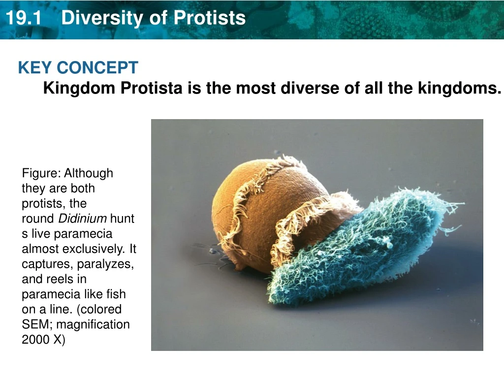 key concept kingdom protista is the most diverse