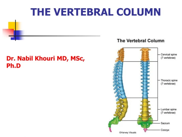 The Vertebral column