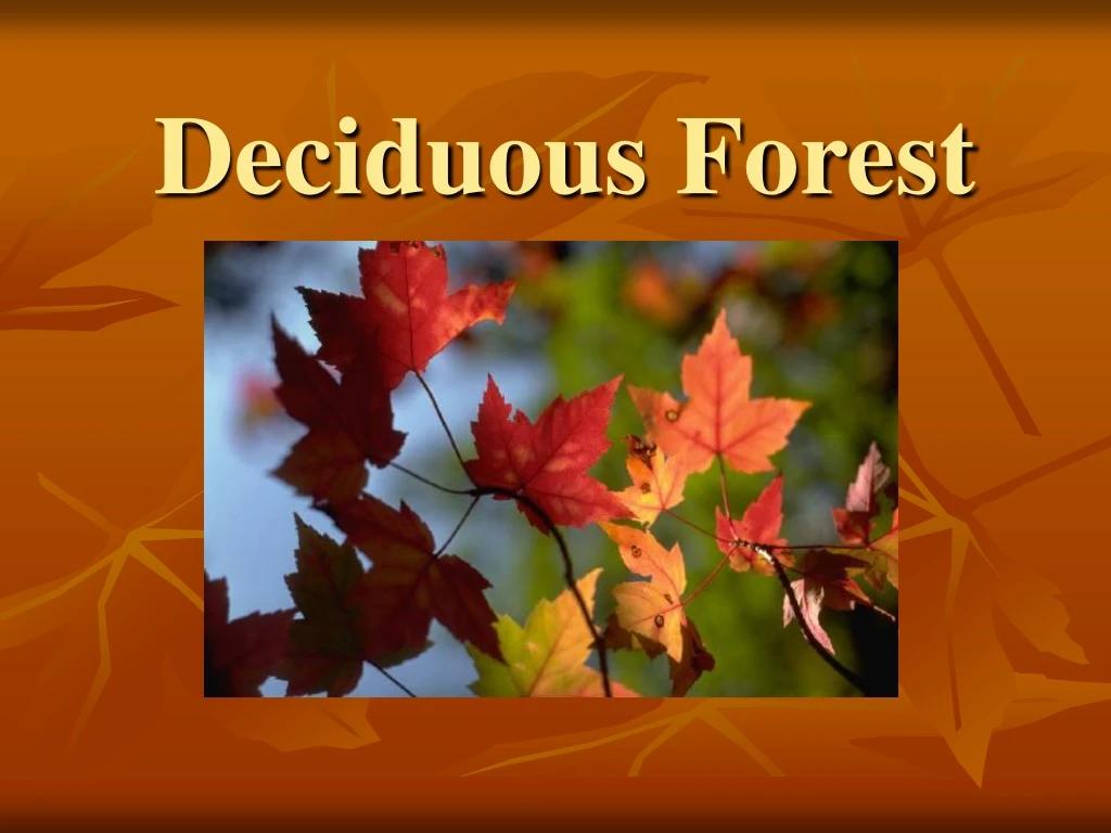 deciduous forest