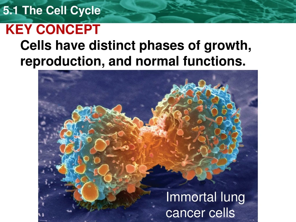 key concept cells have distinct phases of growth