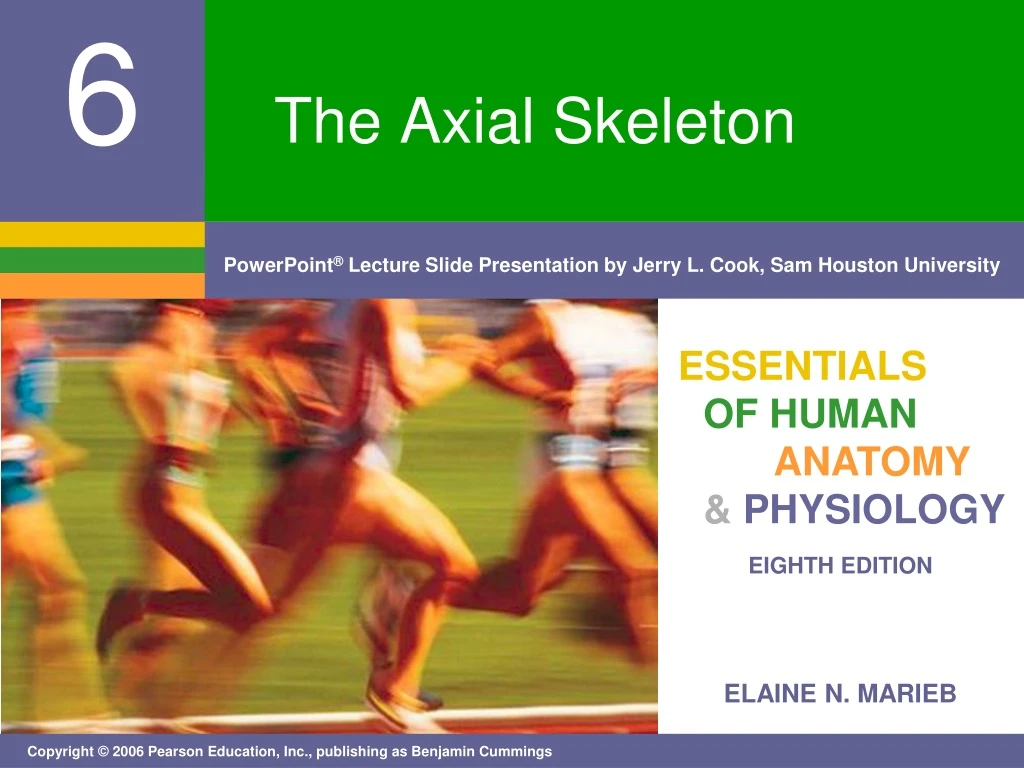 the axial skeleton