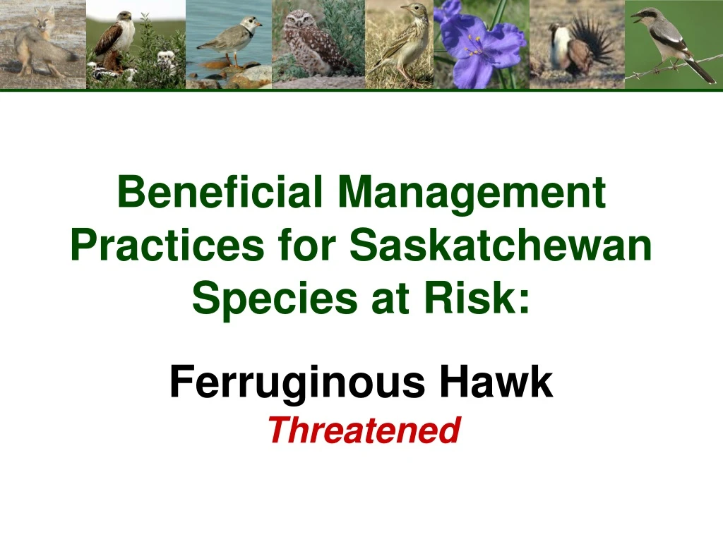 beneficial management practices for saskatchewan species at risk ferruginous hawk threatened