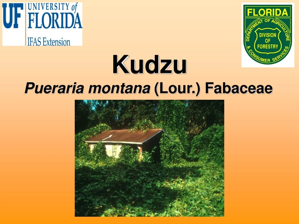 kudzu