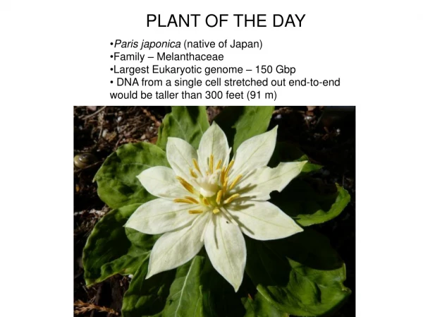 PLANT OF THE DAY Paris japonica  (native of Japan) Family – Melanthaceae