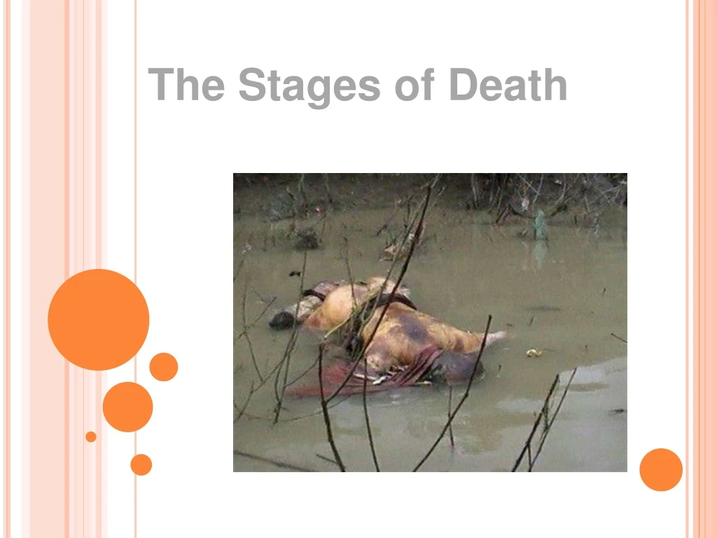 the stages of death