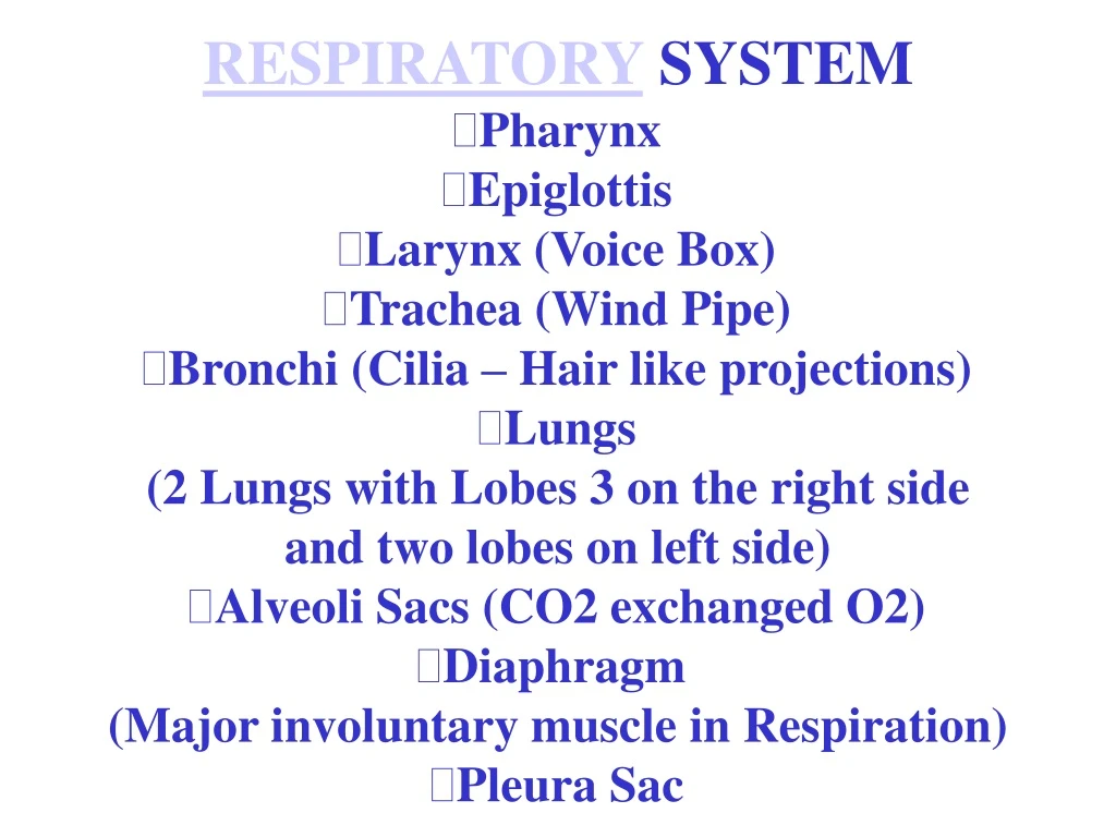 respiratory system pharynx epiglottis larynx