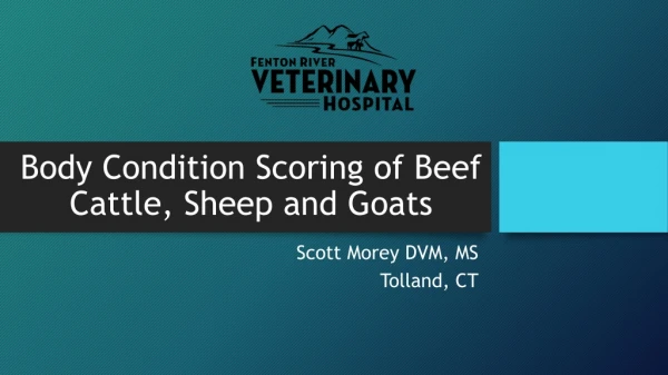 Body Condition Scoring of Beef Cattle, Sheep and Goats