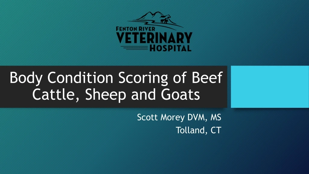 body condition scoring of beef cattle sheep and goats