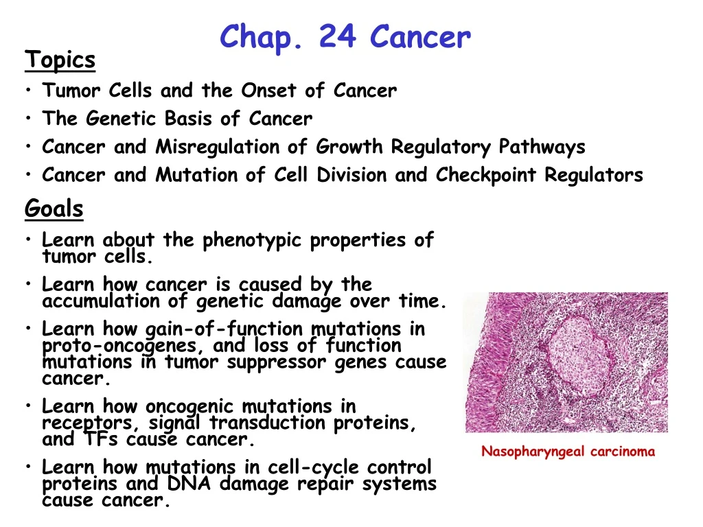 chap 24 cancer